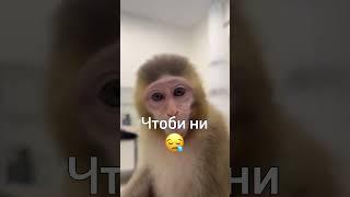 Аравай вай #бибизяны #обезьяна #бибизяна #monkey #брадки #пон #прикол #манки #юмор #монке