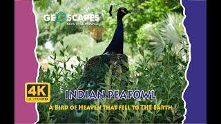 The Indian Peafowl : A Bird of Heaven that fell to The Earth