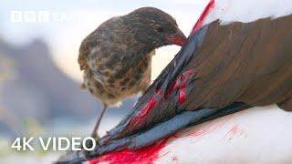 Bloodthirsty Birds turn into Vampires | A Perfect Planet | 4K UHD | BBC Earth