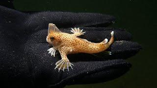 Handfish - Animal of the Week