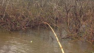 Cardume de tilápias selvagens no meio da galhada usei ceva natural e isca viva Rio marinheiro