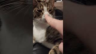 Boopable Heart Shaped Nose