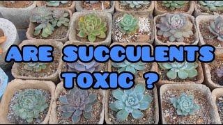 || ARE SUCCULENTS TOXIC ?  ||