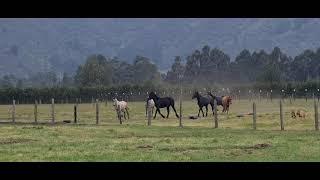 Horse's deworming - método para desparasitar caballos Healthcare