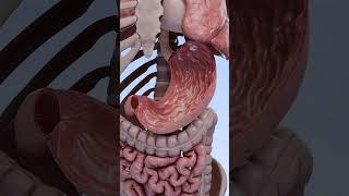 Inside the stomach: the process of acid production