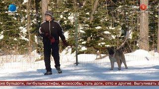 28.01.2020 Новый закон о выгуле собак