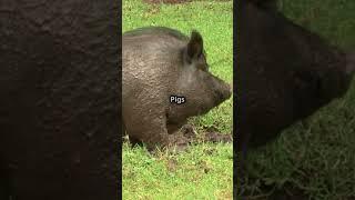 5 Mind-Blowing Facts About Pigs You Never Knew! 