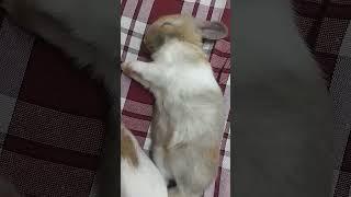 free roam rabbit️