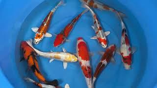 2025 FUK 201 Fukasawa Nisai Mix 30 35 cm SAMPLE