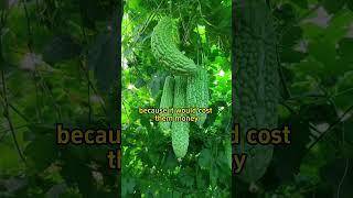 #garden #gardening #gardens #plants #plant #planting #farming #gardentips #gardening101 #fertilizer