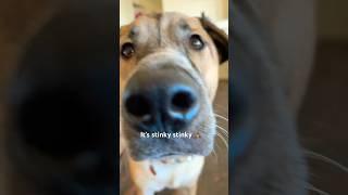 Oops I farted again #funnydogvideos