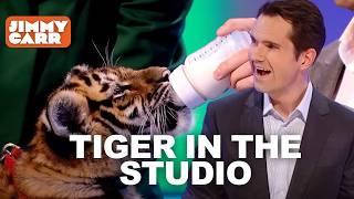 The Tiger That Came to the Studio & More Funny Clips | 8 Out of 10 Cats | Jimmy Carr