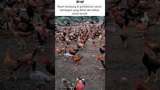 Ayam kampung di Perkebunan sawit