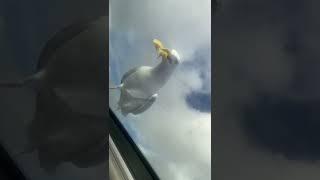 Seagull surprise #feeding #seagull #surprise #chips #funny #shorts
