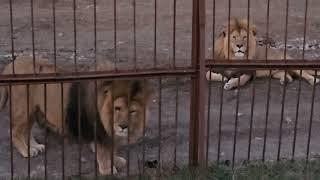 ️Лев МАРСЕЛЬ узнал старого ДРУГА и пришёл рассказать о жизни.  #animals #lions