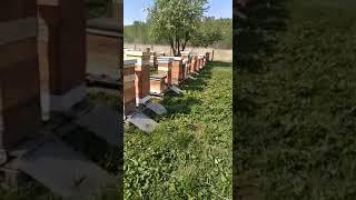 Миг на пасеке #1. Ульи Удав.
