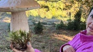 19. 10.2024 Ukraina mushroom #funghi #porcini #boletus #food #edible