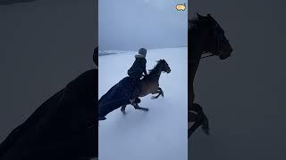 Horses like to snow!!!#funnyhorse #funnyanimals #petvideos #horse #horsesoftiktok #fyp #usa