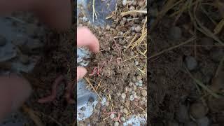 Build A Garden With Rabbit Manure!  #homestead #garden #compost