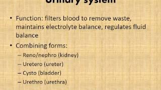 MBC Vet Tech Online Review 1.2-Organ Specific Terminology
