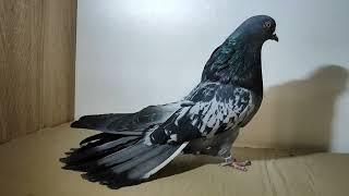 Николаевские голуби. Сплошные.#pigeon #birds #топ #love #pigeonlover #красиво