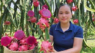 Harvest Dragon Fruit Garden goes to the market sell - Processing dried bananas - Lý Thị Ca