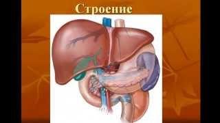 Желчекаменная болезнь. Причины заболевания и лечение аппаратами BioTrEM-технологии