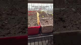 How I feel about starting seeds!! #homesteading #seedstarting #homestead