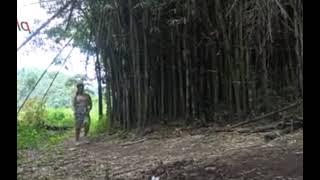 di genjot di kebun bambu