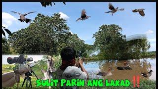 sulit parin ang lakad‼️ #paniki_airgun   //wild duck hunting//wild dove hunt