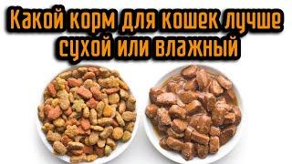 Какой корм для кошек лучше сухой или влажный