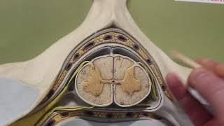 Unit 5 Spinal cord with vertebra model