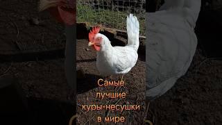 Эти куры завалят вас яйцами!  Самые лучшие куры-несушки в мире!