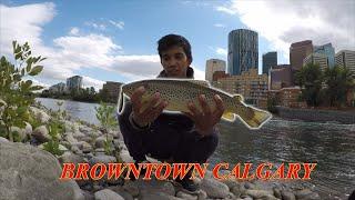 Fishing the BOW RIVER, DOWNTOWN CALGARY