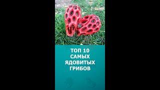 Топ 10 самых ядовитых грибов в мире #грибы #шортс #топ10 #shorts #комарик #интересное