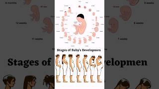 Stages of Baby's Development in the Womb #shorts #viral #viralshorts