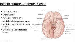 Neuroanatomy Cerebrum External Features 2