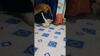 Cat Videos Kitten #cats #cat #catlover #cute #cars #kitten #bhfyp #catcute #catlife #cutecat #shorts