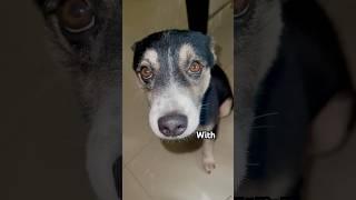 Don’t leave  #shorts #staywithme #cute #dontleaveme #dog #animals #pets #viral