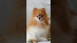 Other Dogs vs My Dog 