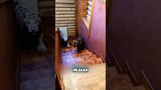 На пороге дома встретил леопарда  #милыеживотные #животные