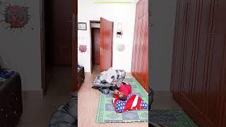 Marvelous funny werewolf prank try not to laugh #prank #comedy #funny #viral #ghost #shorts