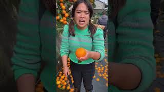 Citrus harvesting from farmers with rural farming life #agriculture #rural #orange