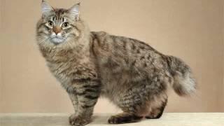 Kuril Islands Bobtail cat