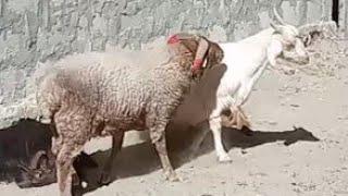 Wow  amazing Male sheep  first time romance with female Goat  I can't believe it | Yak VS Cow|