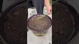 番茄種植扦插技術，一棵變多顆！ #種植小技巧  #garden #樓頂菜園