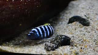 Cynotilapia zebroides Likoma Red top