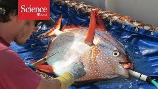 Scientists discover world's first warm-bodied fish!