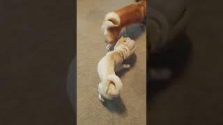 Shiba Fun