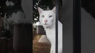#history #cat #turkey #van #uşak #halilibrahimmmm64
